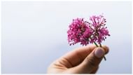 Valerian roots have been used for generations as a sleep aid. (Image via Unsplash/ Elle Hughes)